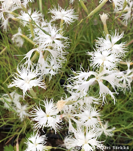 Dianthus arenarius ssp. borussicus idänhietaneilikka